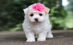 Havanese dogs for sale: Lexi - Image 11