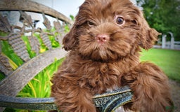 Havapoo dogs for sale: Wiggles - Image 19