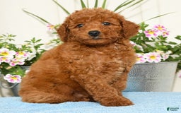 Miniature Poodle dogs for sale: Romeo - Image 4