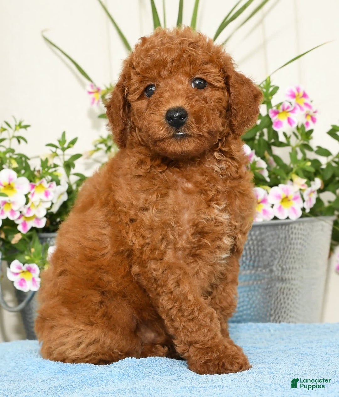 Miniature Poodle dogs for sale: Romeo - Image 4