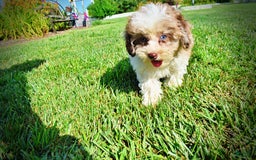 Havapoo dogs for sale: Gabby - Image 6