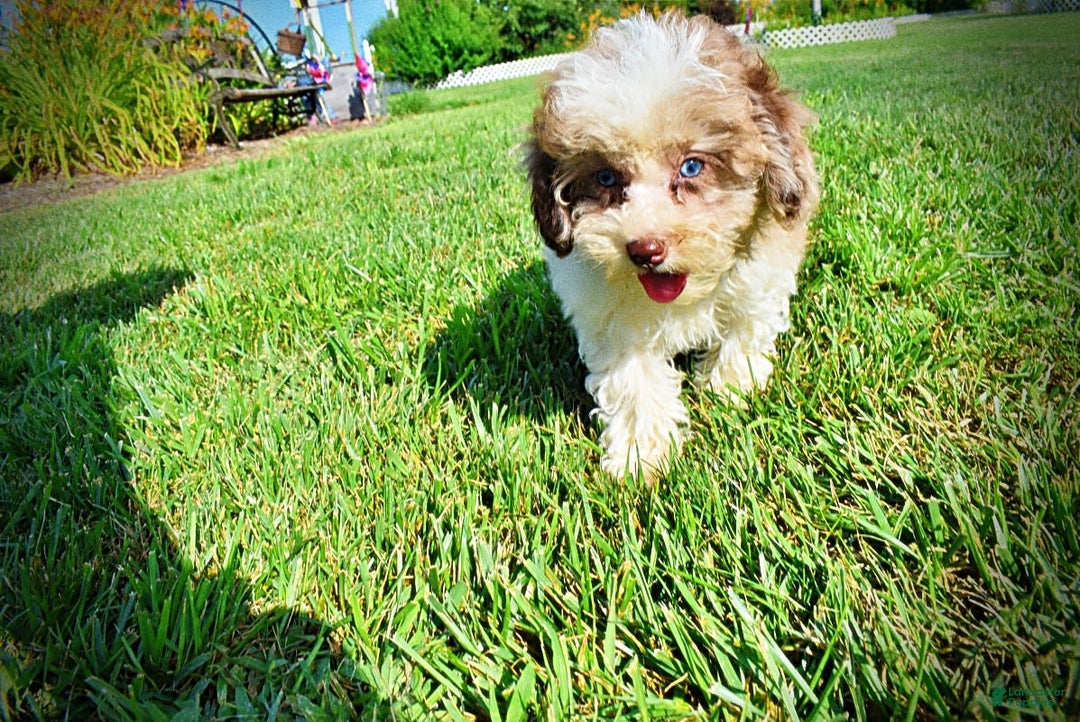 Havapoo dogs for sale: Gabby - Image 6