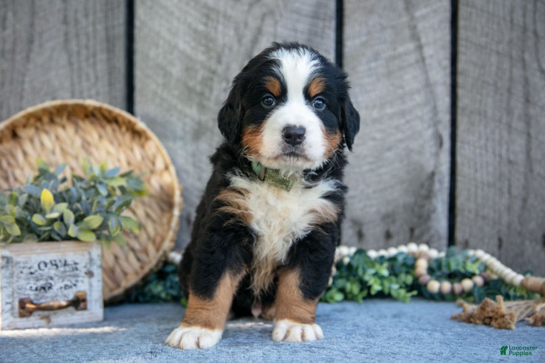 Bernese Mountain Dog dogs for sale: Boots - Image 4