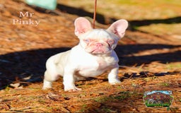 French Bulldog dogs for sale: Picasso - Image 8