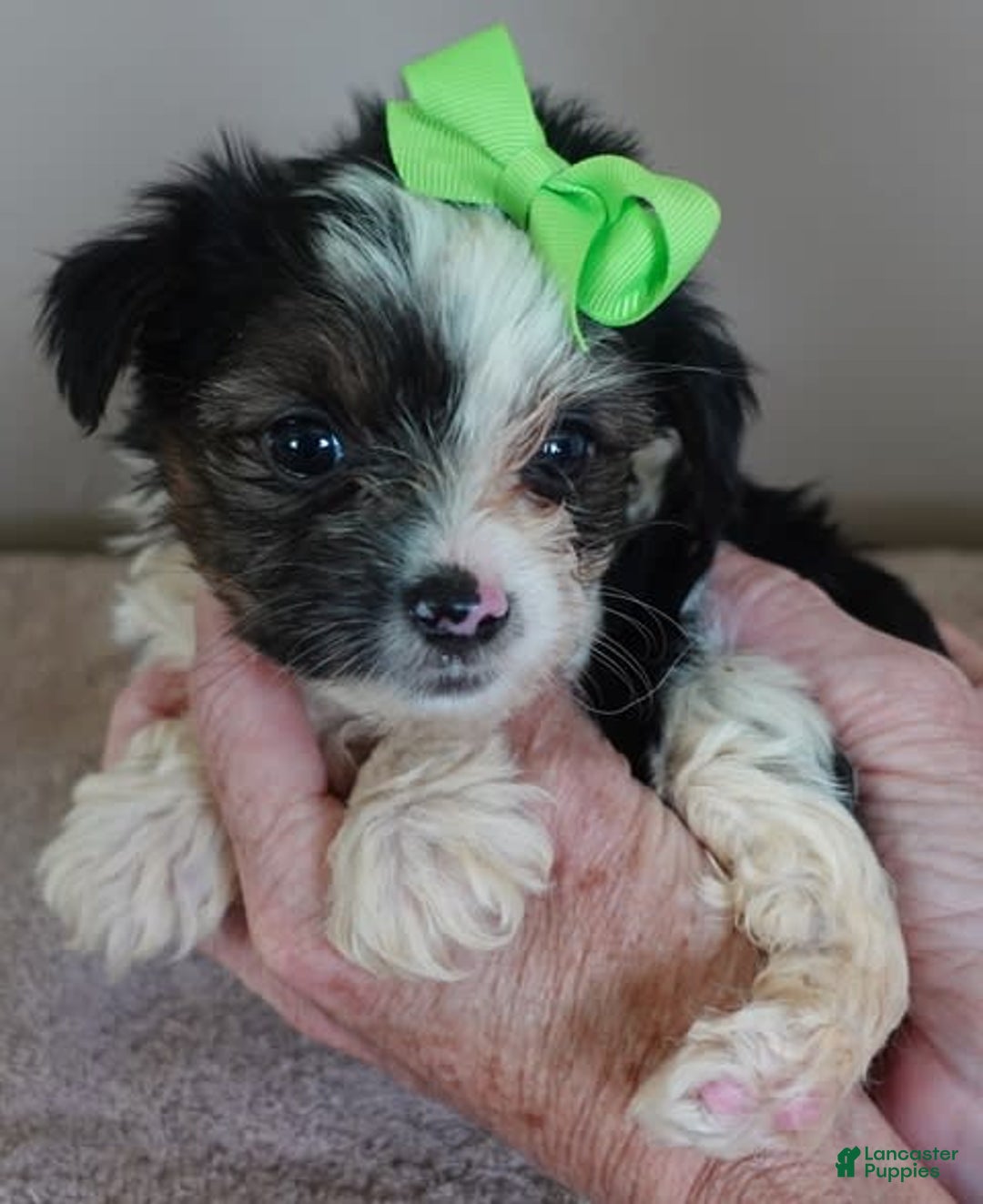 Yorkshire Terrier dogs for sale: Beckham - Image 32