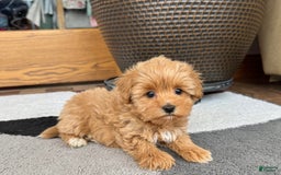 Maltipoo dogs for sale: Macon - Image 2