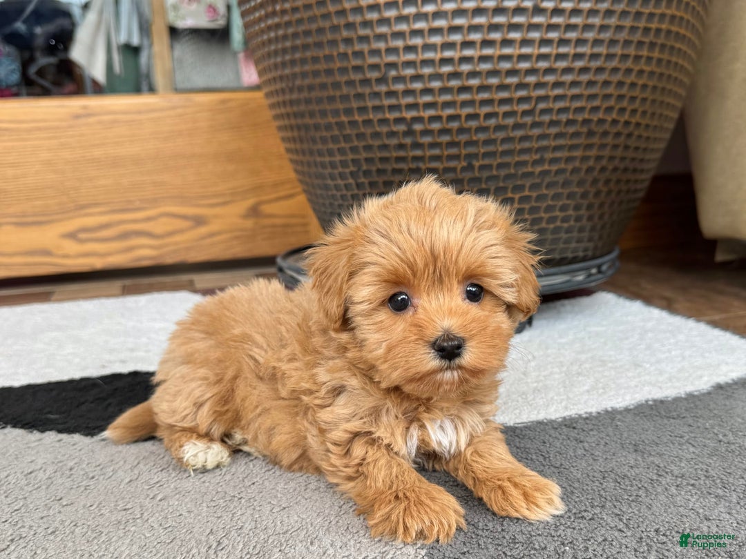 Maltipoo dogs for sale: Macon - Image 2