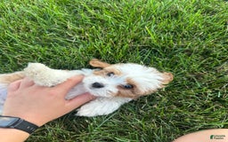 Cavachon dogs for sale: Ollie - Image 7