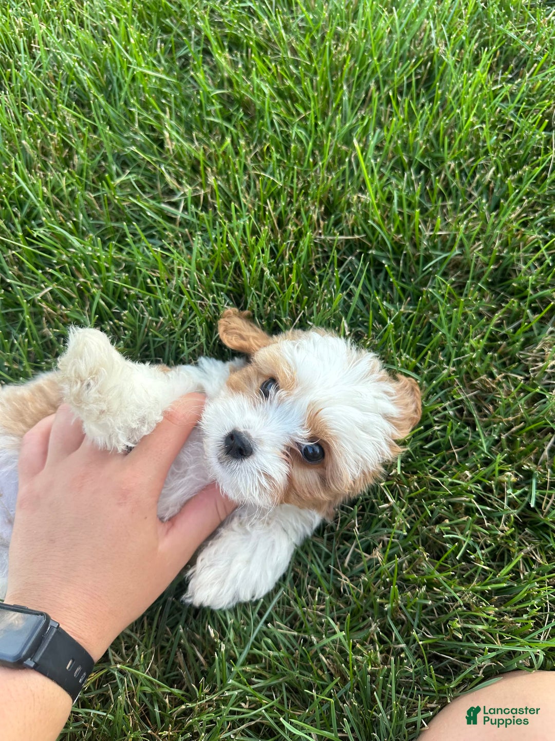 Cavachon dogs for sale: Ollie - Image 7