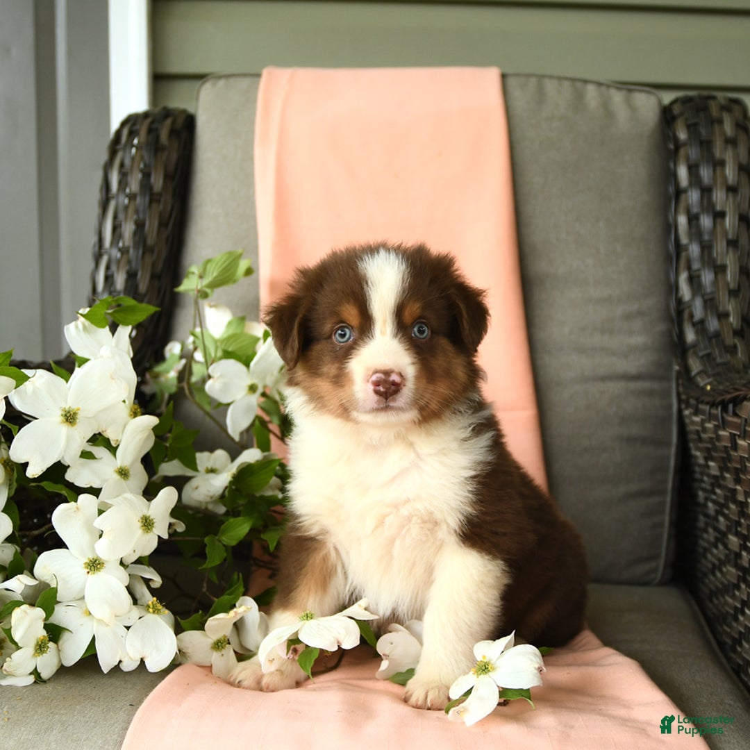 Australian Shepherd dogs for sale: Enzo - Image 2