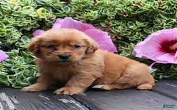 Golden Retriever dogs for sale: Whisper - Image 1
