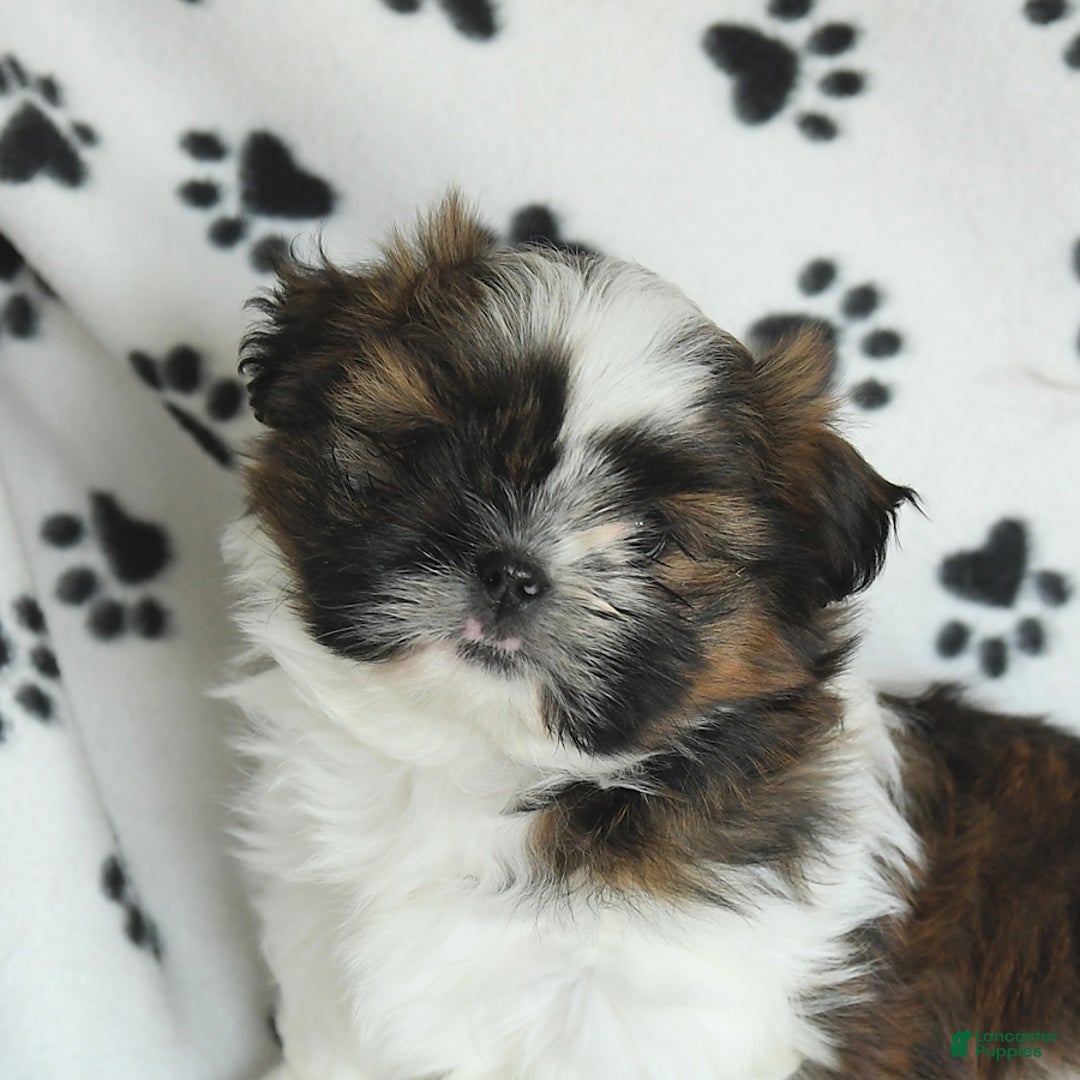 Shih Tzu dogs for sale: Everest - Image 10