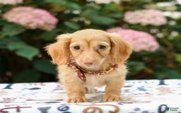 Miniature Dachshund dogs for sale: Sparky - Image 4