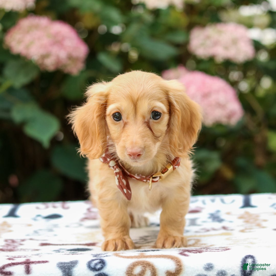 Miniature Dachshund dogs for sale: Sparky - Image 4