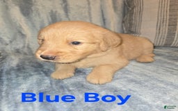 Golden Retriever dogs for sale: Blue Boy - Image 2
