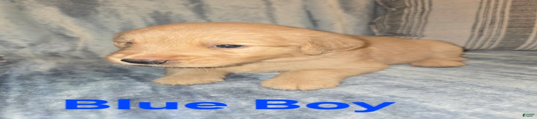 Blue Boy