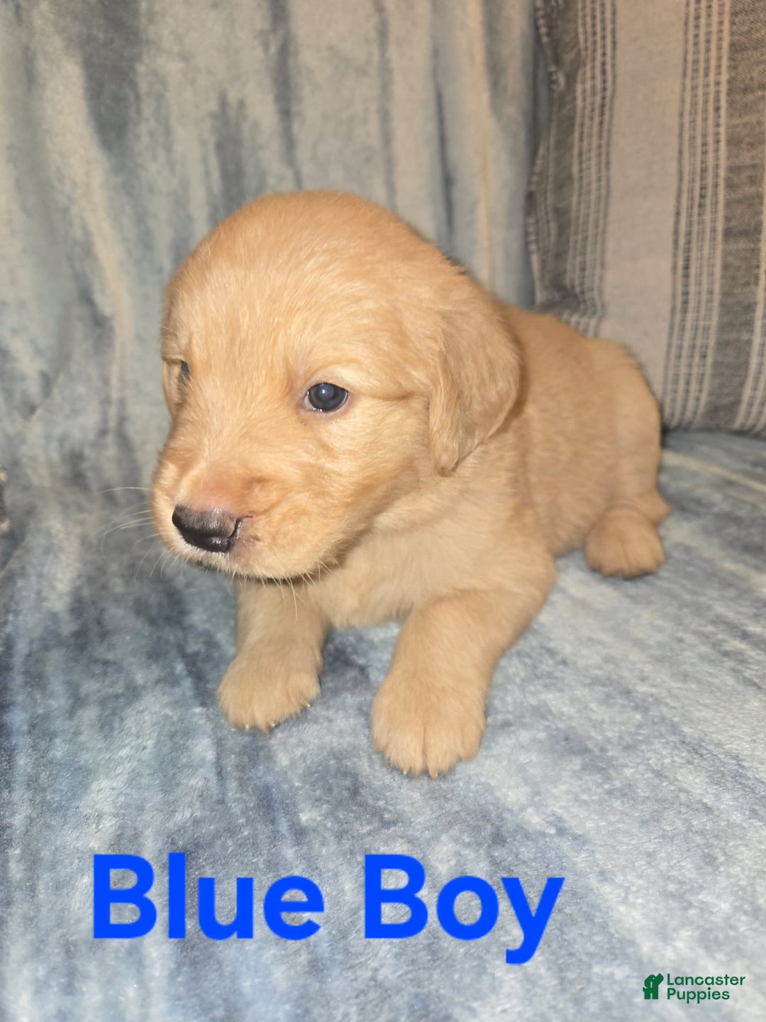 Golden Retriever dogs for sale: Blue Boy - Image 2