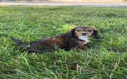 Dachshund dogs for sale: Dixie - Image 3