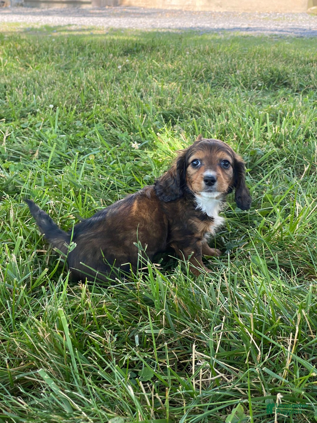 Dachshund dogs for sale: Dixie - Image 3