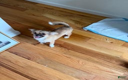 Chihuahua dogs for sale: Octavia - Image 1