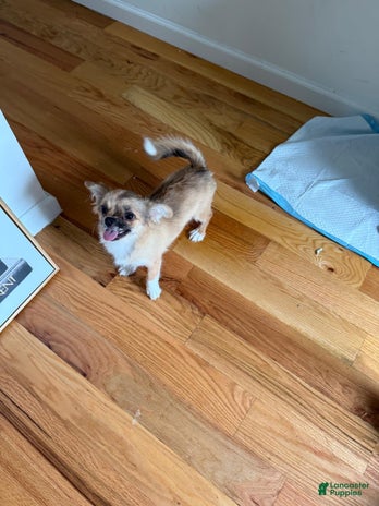 Chihuahua dogs for sale - Ad 2