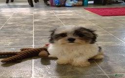 Morkie dogs for sale: Pokey - Image 2