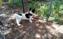 categoriesInfo:categoryAttributeOptions.pets.dogs.breed.akita dogs for sale: Pocahontas - Image 6