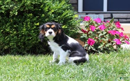 Cavalier King Charles Spaniel dogs for sale: Missy - Image 9