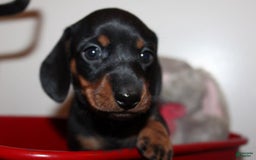 Dachshund dogs for sale: Raven Girl 2 - Image 7