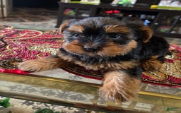 Yorkshire Terrier dogs for sale: Cody - Image 1