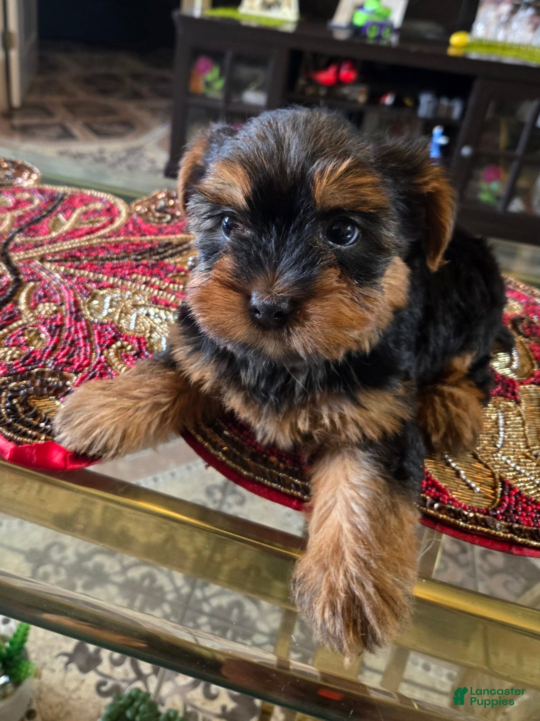 Yorkshire Terrier dogs for sale: Cody - Image 1
