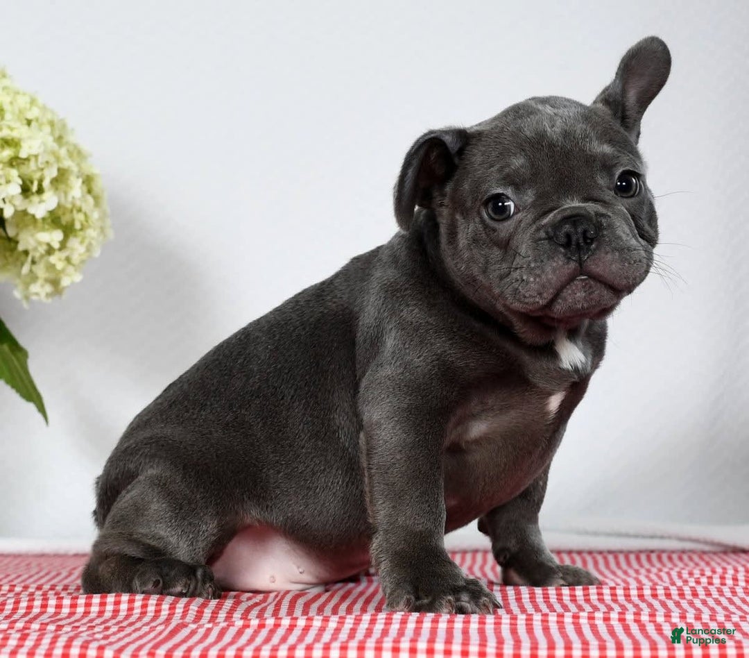 French Bulldog dogs for sale: Jay - Image 9