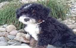 Mini Bernedoodle dogs for sale: Rambo - Image 8