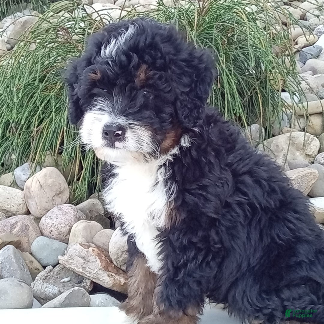 Mini Bernedoodle dogs for sale: Rambo - Image 8