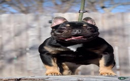 French Bulldog dogs for sale: Snickers The Fluffy - Image 8