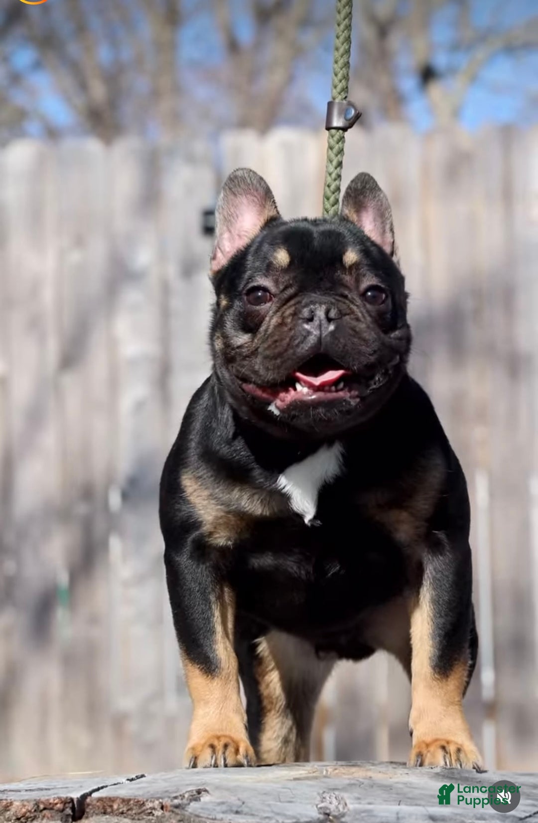 French Bulldog dogs for sale: Snickers The Fluffy - Image 8