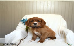 Miniature Golden Retriever dogs for sale: Riley - Image 2