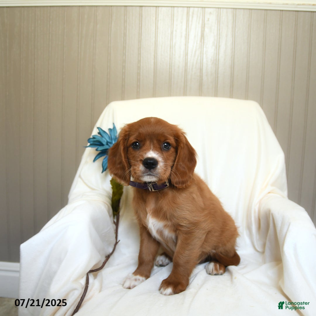 Miniature Golden Retriever dogs for sale: Riley - Image 2