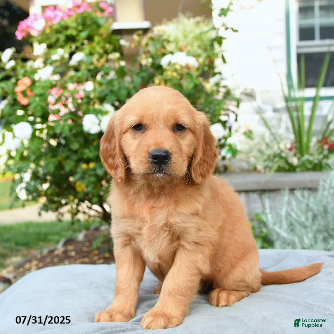 Miniature Golden Retriever dogs for sale: Sookie - Image 3