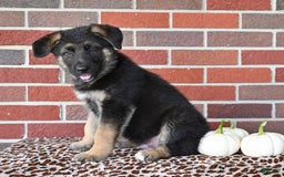 German Shepherd dogs for sale: Austin - Image 7