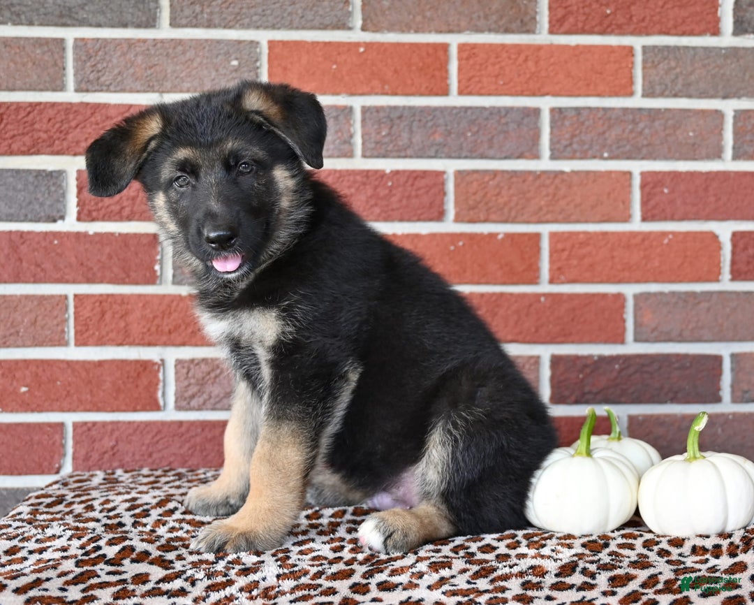 German Shepherd dogs for sale: Austin - Image 7