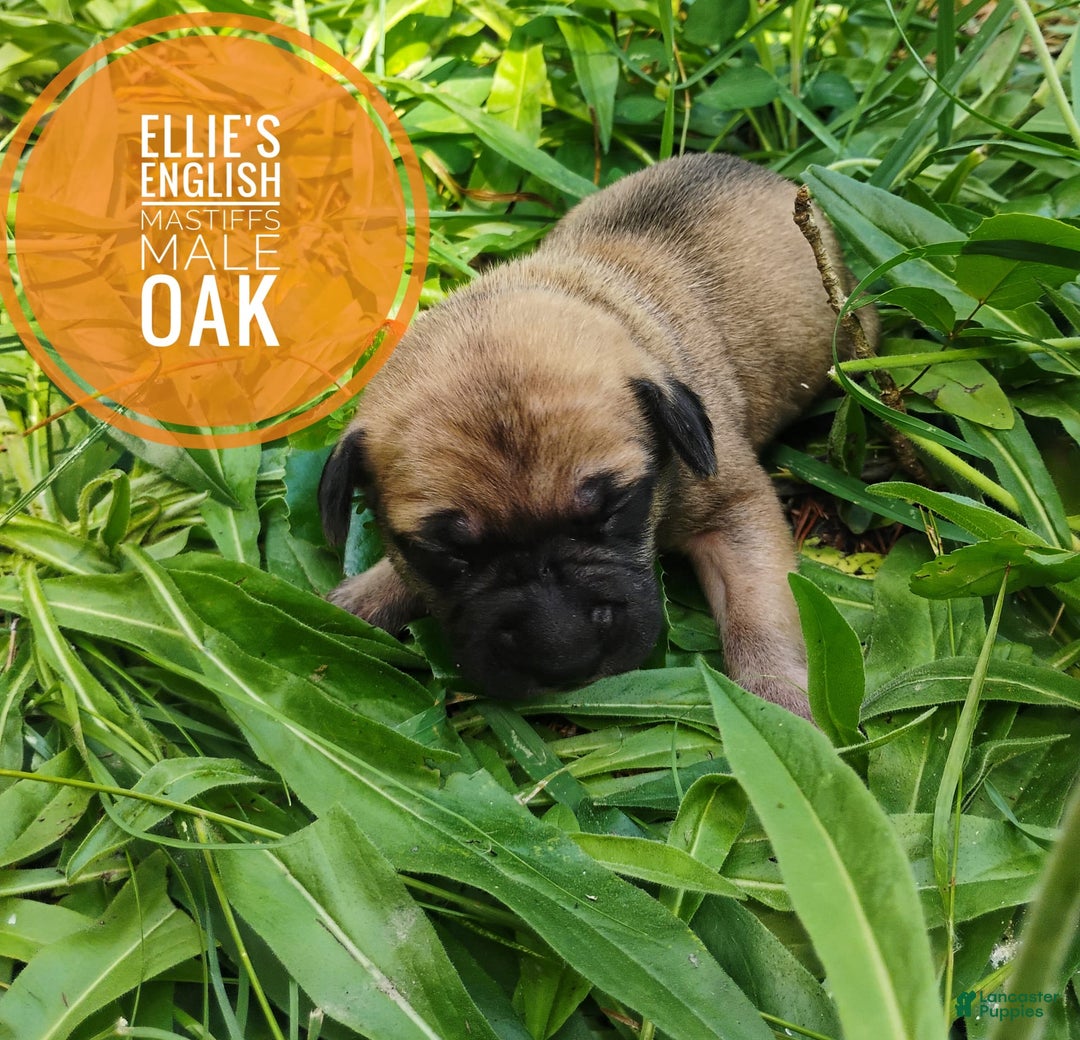 English Mastiff dogs for sale: Oak - Image 2