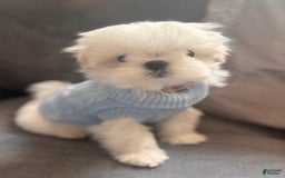 Maltese dogs for sale: Leo - Image 4