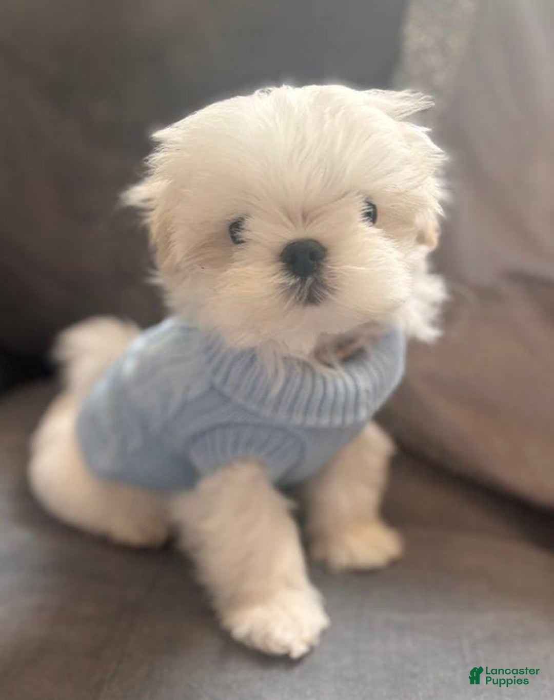 Maltese dogs for sale: Leo - Image 4