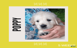 Golden Retriever dogs for sale: Poppy - Image 1