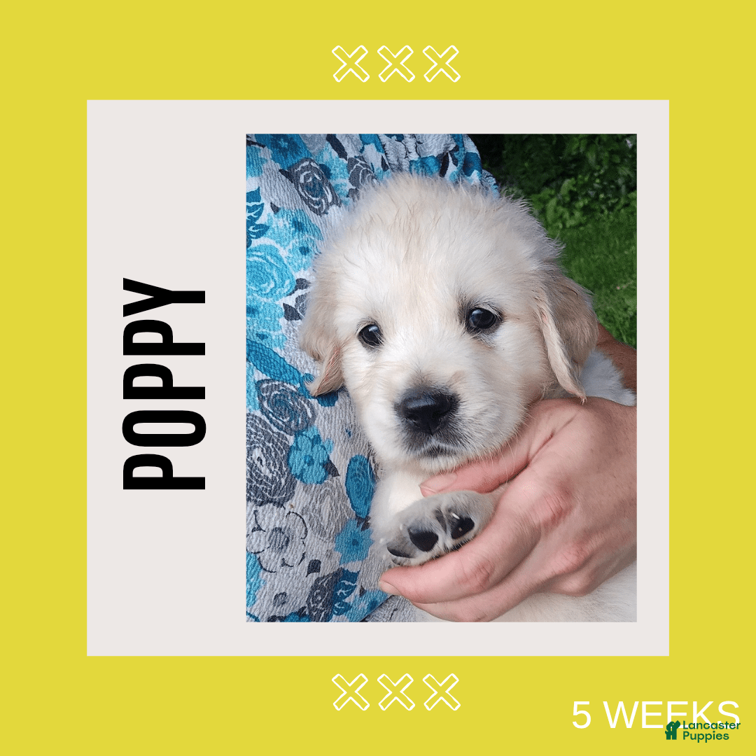 Golden Retriever dogs for sale: Poppy - Image 1