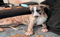Whippet dogs for sale: Oscar - Image 1