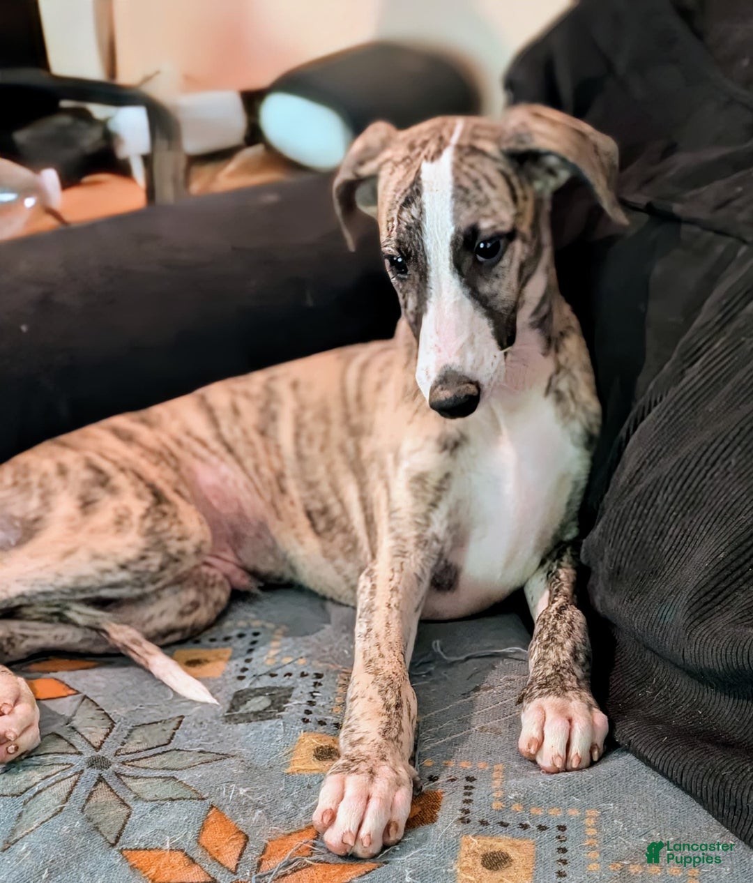 Whippet dogs for sale: Oscar - Image 1