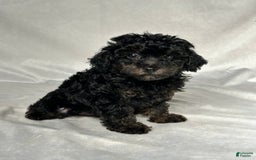 Miniature Poodle dogs for sale: Michael - Image 2