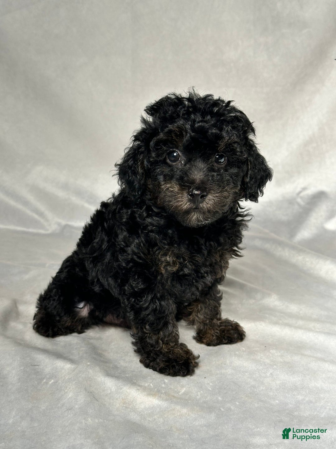Miniature Poodle dogs for sale: Michael - Image 2